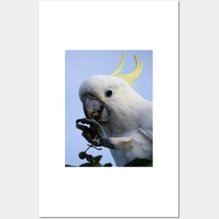 Sulphur Crested Cockatoo Posters and Art